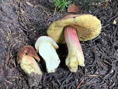 Boletus smithii