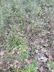 Agastache foeniculum