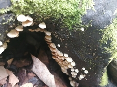 Panellus luxfilamentus