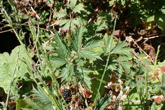 Rubus laciniatus
