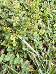 Lepidium virginicum