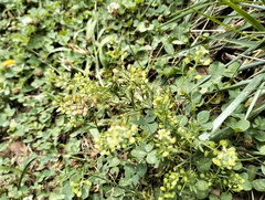 Lepidium virginicum