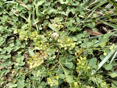 Lepidium virginicum