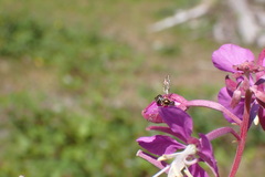 Toxomerus occidentalis