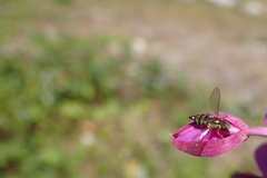 Toxomerus occidentalis