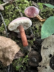 Gyroporus purpurinus