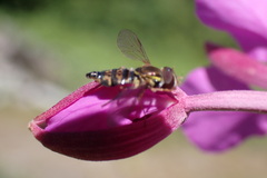 Toxomerus occidentalis