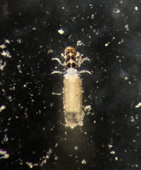 Orthotrichia