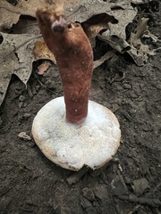 Gyroporus purpurinus