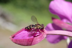 Toxomerus occidentalis