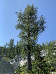 Larix lyallii