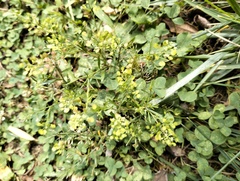 Lepidium virginicum