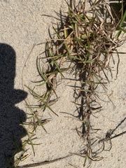 Eremochloa ophiuroides