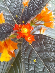 Chrysothemis pulchella