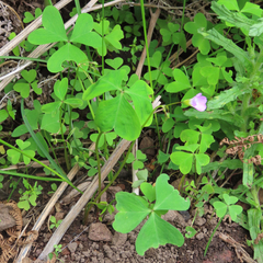 Oxalis metcalfei