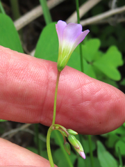 Oxalis metcalfei