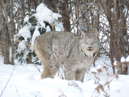 Canada Lynx