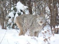 Canadian Lynx photo 4