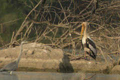 Mycteria leucocephala