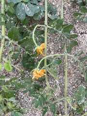 Kallstroemia peninsularis