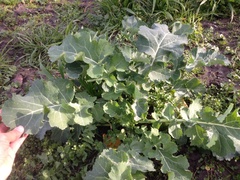 Brassica napus rapifera