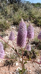 Ptilotus exaltatus