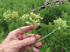 Psacalium decompositum