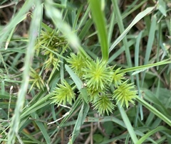 Cyperus croceus