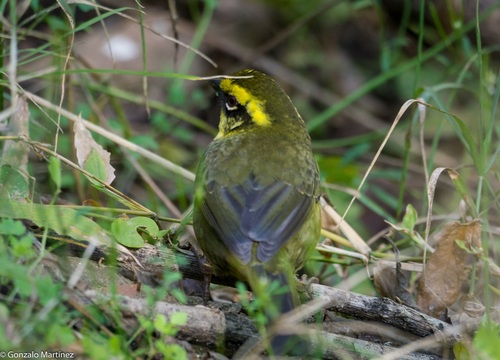 Yellow-striped Brushfinch (Atlapetes citrinellus), photo 9