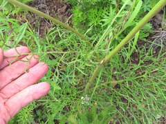 Psacalium decompositum