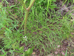 Psacalium decompositum