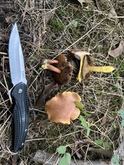 Chalciporus piperatus