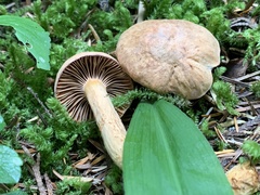 Chroogomphus tomentosus