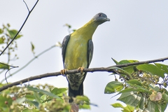 Treron phoenicopterus