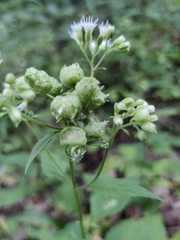 Schizomyia eupatoriflorae