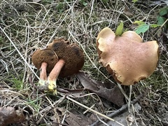 Chalciporus piperatus