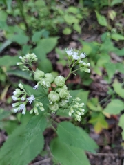 Schizomyia eupatoriflorae