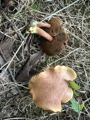 Chalciporus piperatus