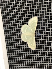 Chlorochlamys chloroleucaria