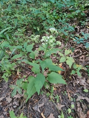 Schizomyia eupatoriflorae