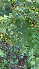 Caragana arborescens