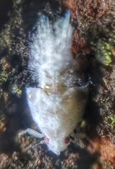 Flatidae