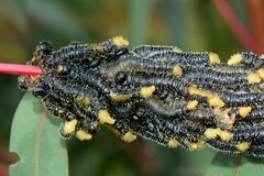Perga affinis