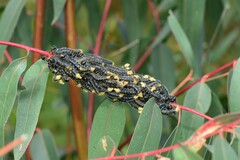 Perga affinis