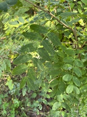 Caragana arborescens