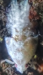 Flatidae