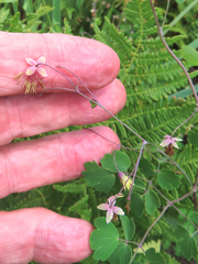 Thalictrum fendleri