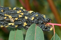 Perga affinis