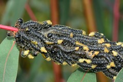 Perga affinis