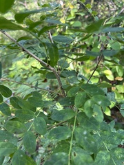 Caragana arborescens